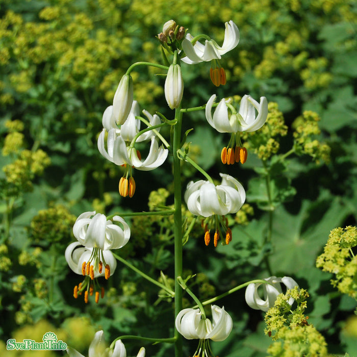 Lilium martagon var. album