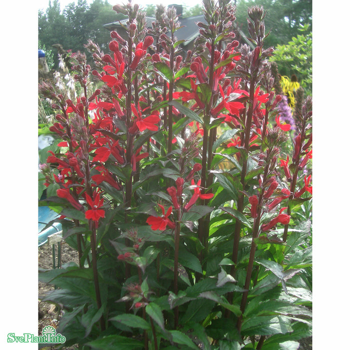 Lobelia cardinalis A-kval