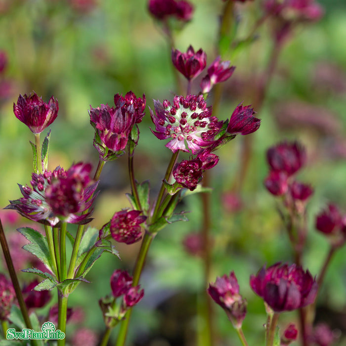 Astrantia major 'Moulin Rouge' A-kval