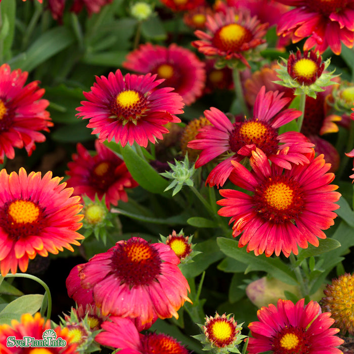 Gaillardia aristata 'Arizona Red Shades' A-kval