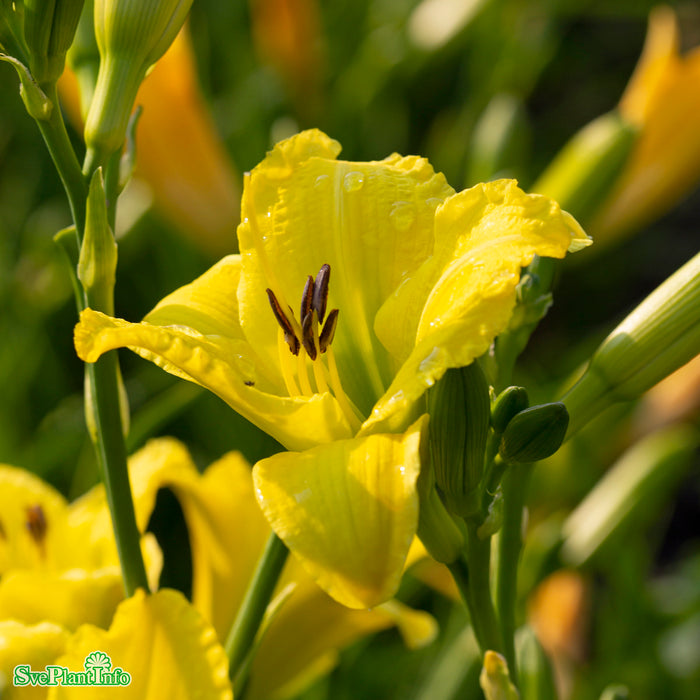 Hemerocallis 'Green Flutter' A-kval