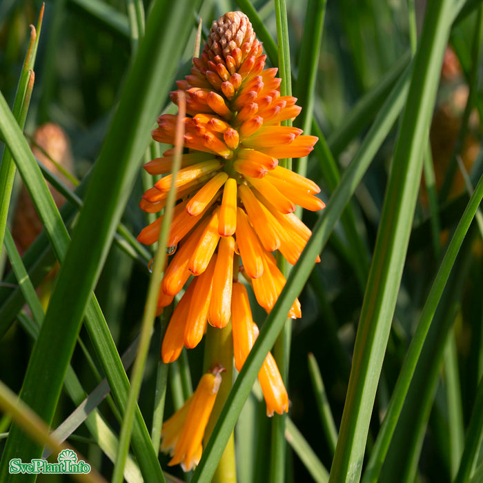 Kniphofia 'Orange Blaze' A-kval