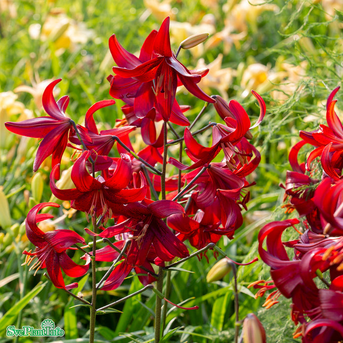 Lilium 'Red Velvet' A-kval