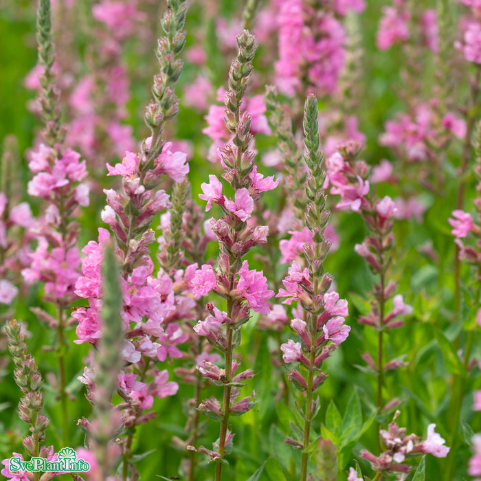 Lythrum salicaria 'Blush' A-kval