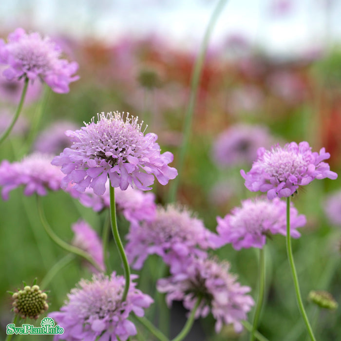 Scabiosa columbaria 'Pink Mist' A-kval