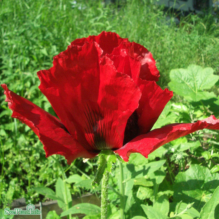 Papaver orientale 'Beauty of Livermere' A-kval