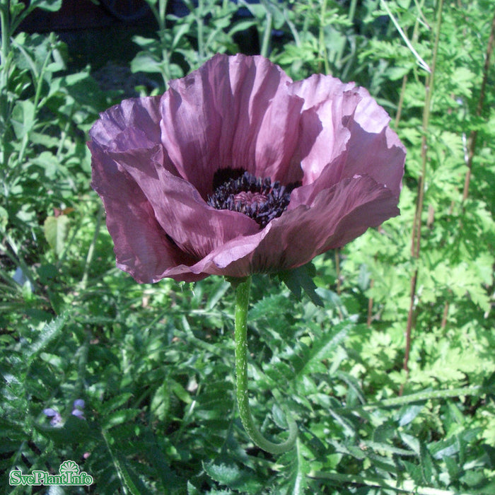 Papaver orientale 'Patty's Plum' A-kval