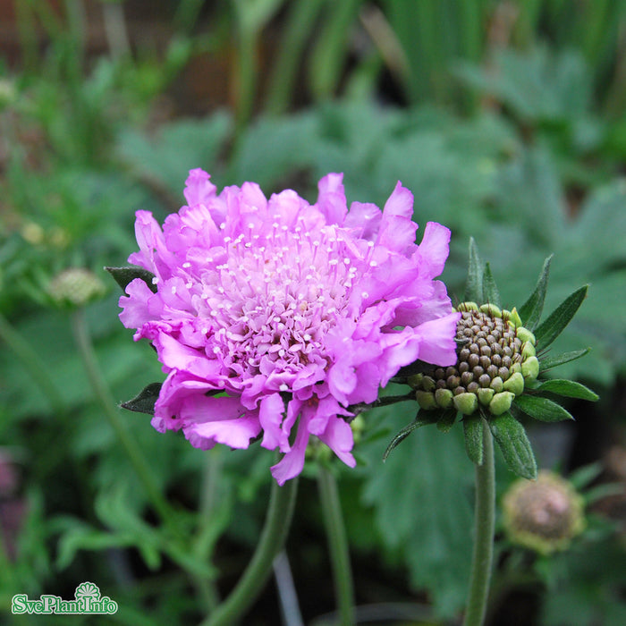 Scabiosa columbaria 'Pink Mist' A-kval