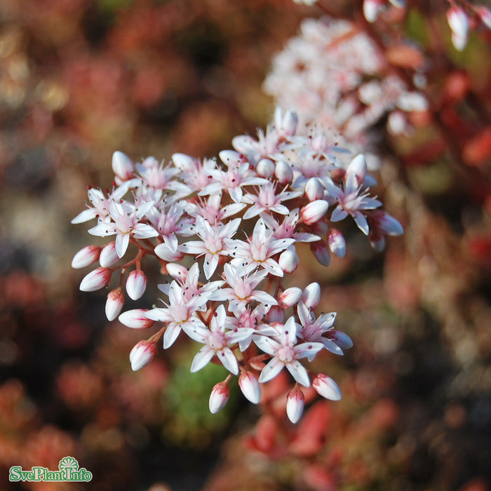 Sedum album 'Murale' A-kval