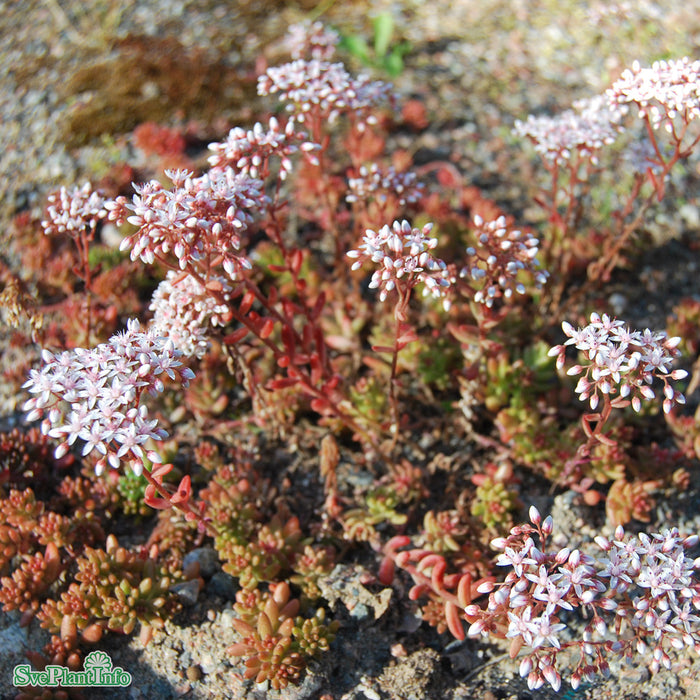 Sedum album 'Murale' A-kval