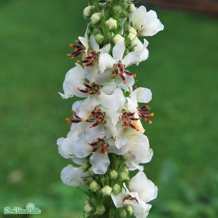 Verbascum chaixii 'Wedding Candles' A-kval