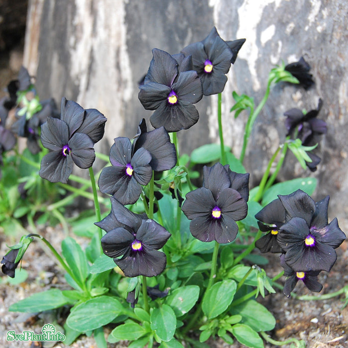 Viola x williamsii 'Molly Sanderson' A-kval