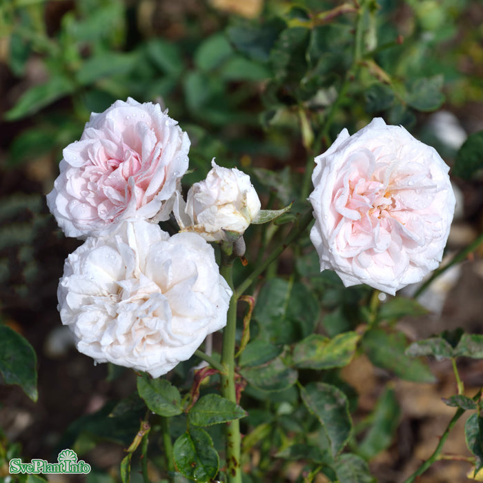 Rosa 'Souvenir de la Malmaison' A kval C4