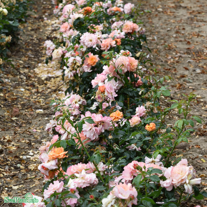 Rosa 'Aprikola' A kval C4