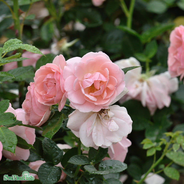 Rosa 'Astrid Lindgren' C4
