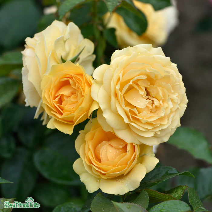 Rosa 'Julia Child' C4
