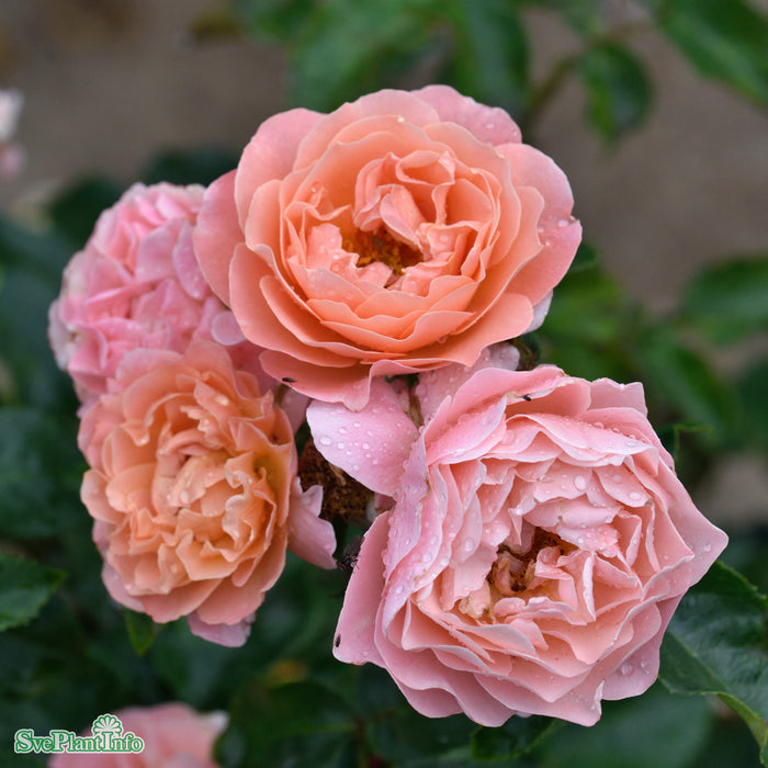 Rosa 'Marie Curie' A kval C4