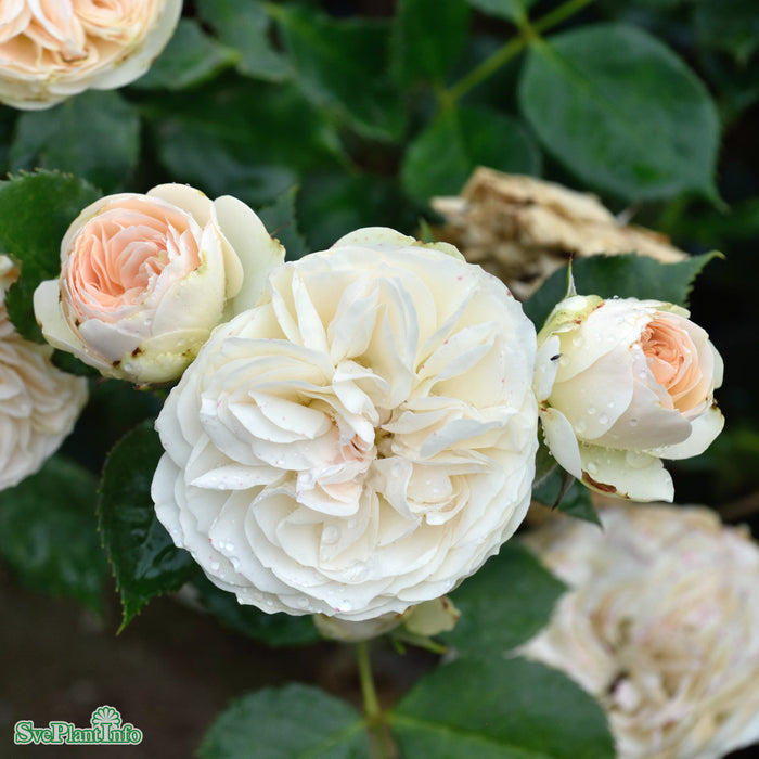 Rosa 'Pastella' A-kval