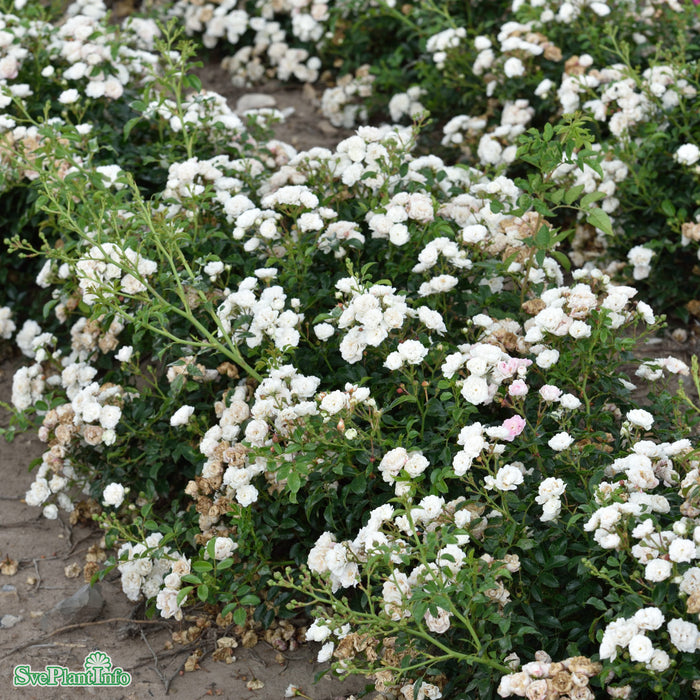 Rosa 'White The Fairy' A kval C4