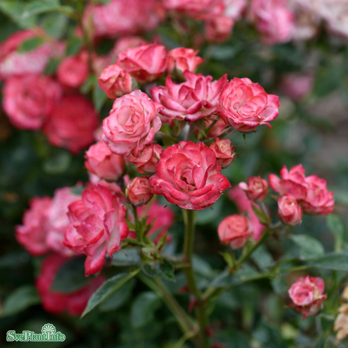 Rosa 'Teeny Weeny' A-kval C4