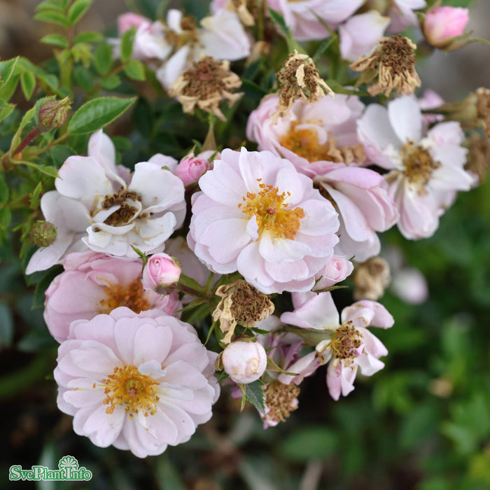 Rosa 'Gentle Cover' A kval C4
