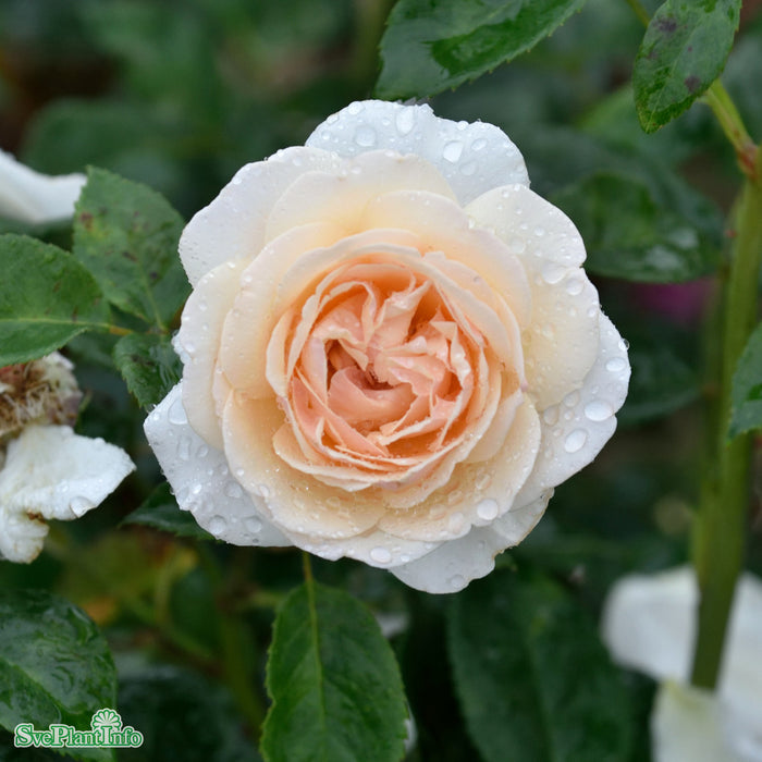 Rosa 'Julia Renaissance' A kval C4