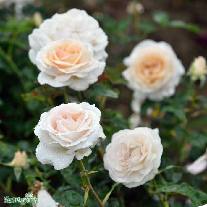 Rosa 'Julia Renaissance' A kval C4