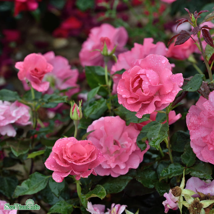 Rosa 'Romanze' A kval C4