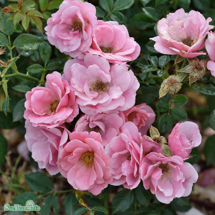 Rosa 'Sweet Cover' A-kval C4