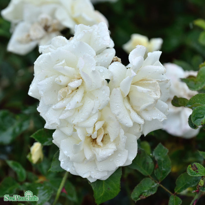 Rosa 'White Nights' A kval C4