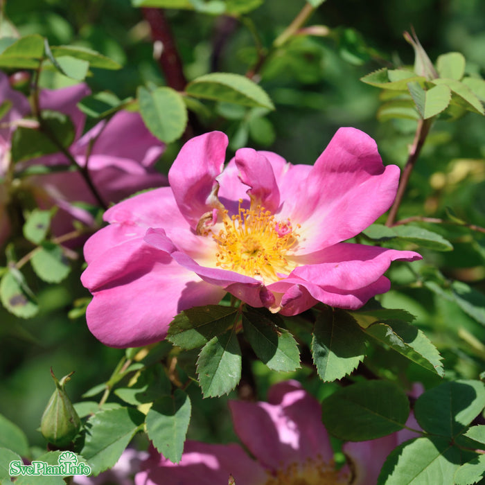 Rosa 'Marguerite Hilling'' A kval C4