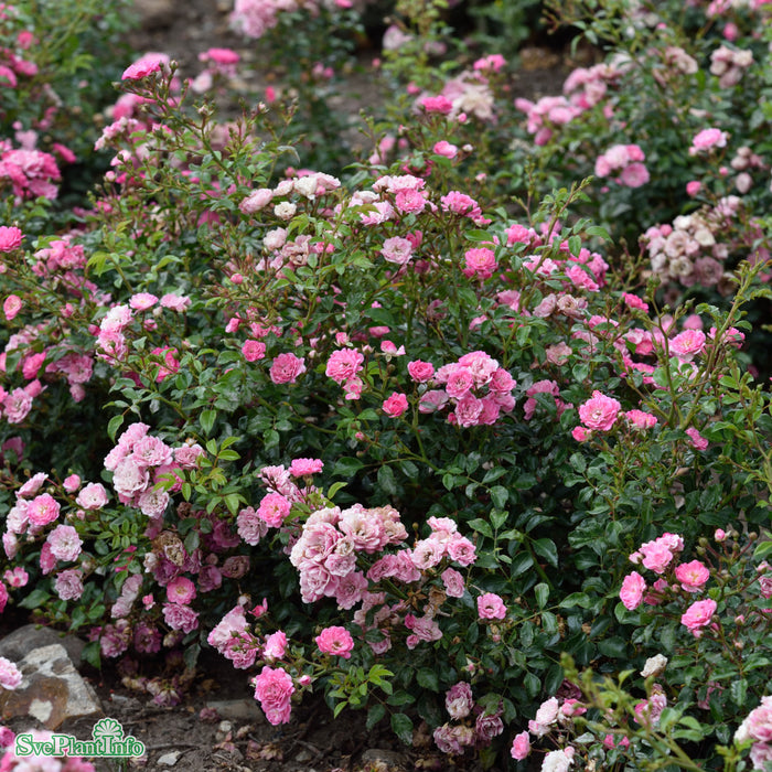 Rosa 'Pink the Fairy' A-kval C4