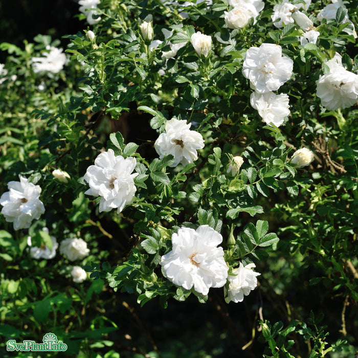 Rosa 'Blanc Double de Coubert' A kval C4