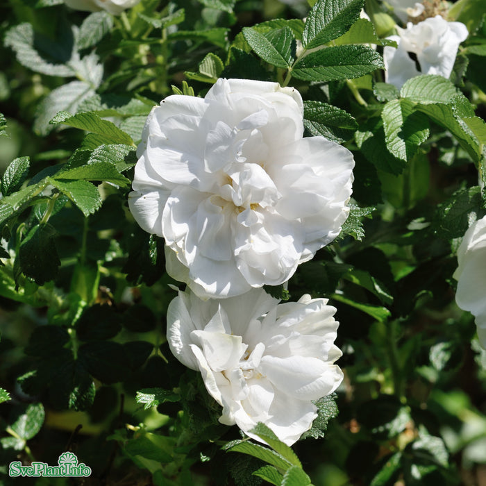 Rosa 'Blanc Double de Coubert' A kval C4