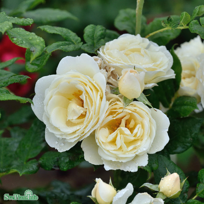 Rosa 'Uetersener Klosterrose' Solitär C20 200-250cm