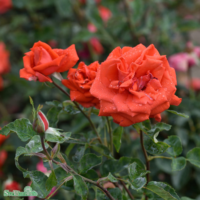 Rosa 'Summer Holiday' A kval C4