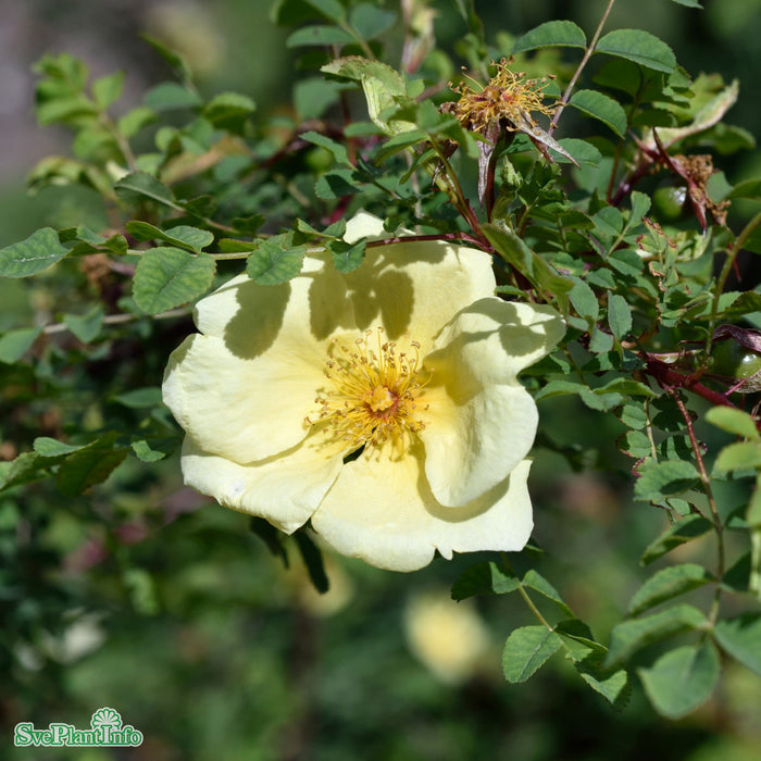 Rosa hugonis A-kval C4