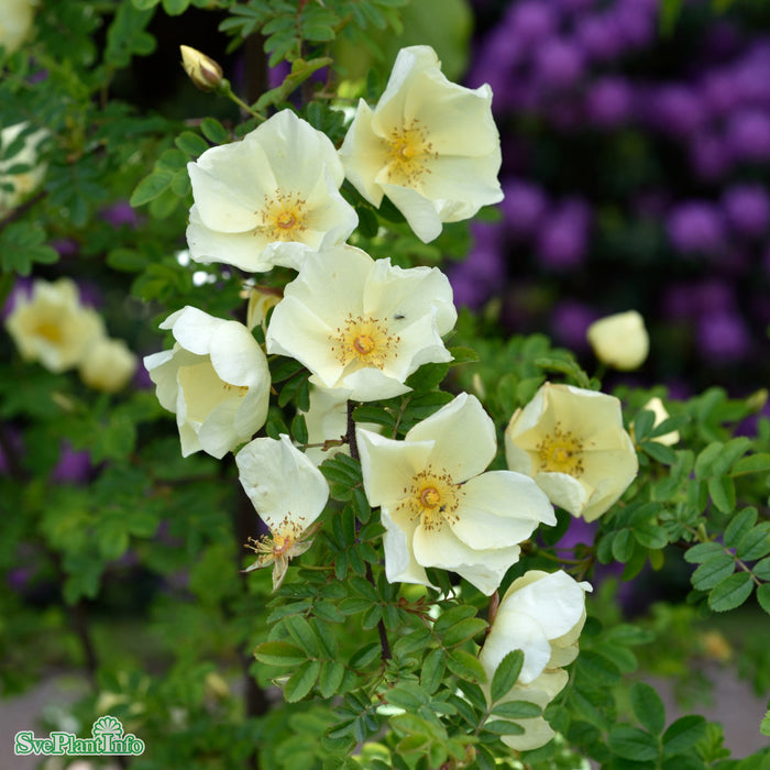 Rosa x pteragonis 'Cantabrigiensis' A kval C4