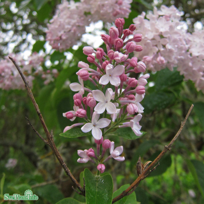 Syringa vulgaris 'Emilie Piper' C5