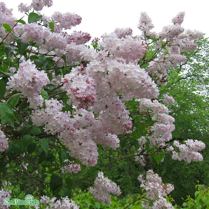 Syringa vulgaris 'Emilie Piper' Solitär 80-100cm C10