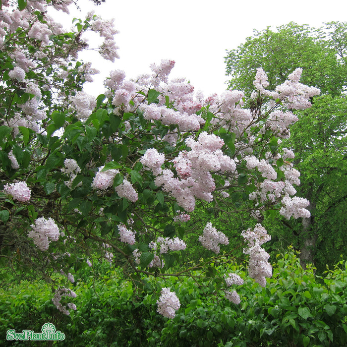 Syringa vulgaris 'Emilie Piper' C5