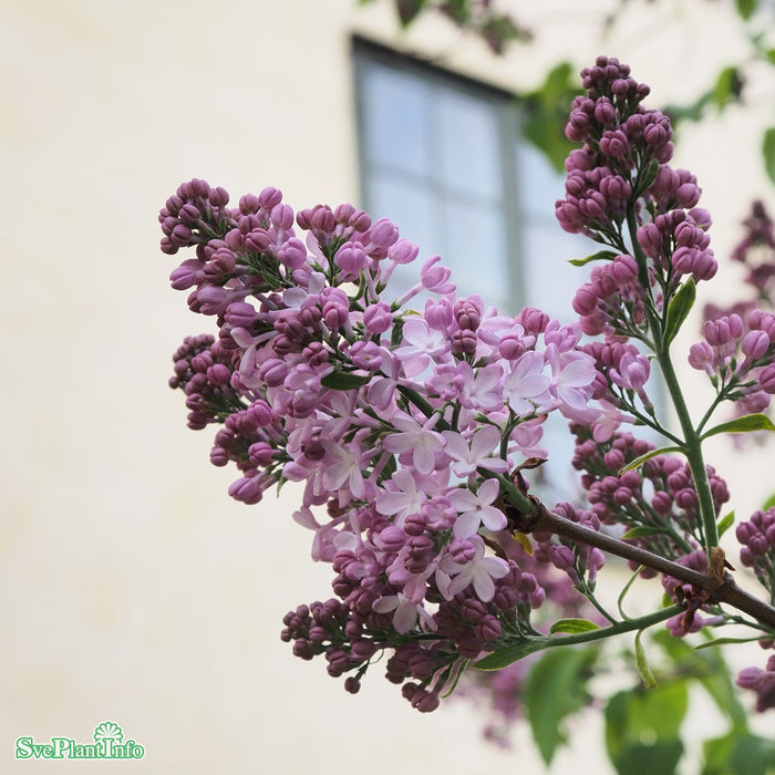 Syringa vulgaris 'Emilie Piper' C5
