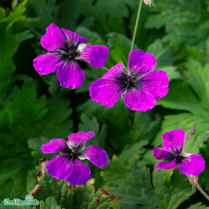 Geranium 'Dragon Heart' A-kval