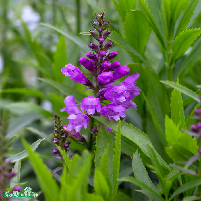 Physostegia virginiana 'Vivid' A-kval