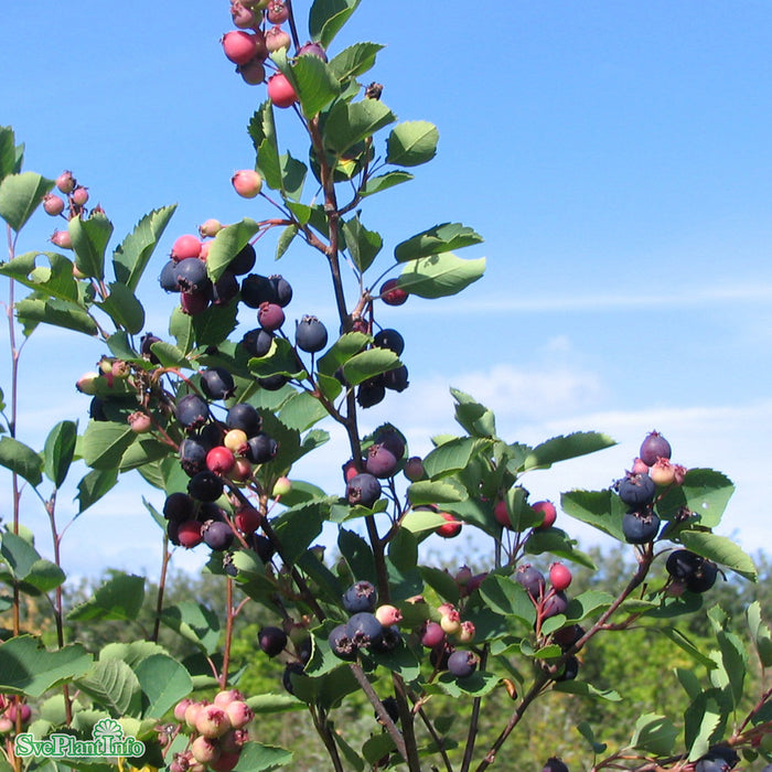 Amelanchier alnifolia Fk Alvdal E Busk C3,5