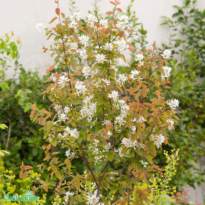 Amelanchier laevis fk Bäcklösa E C5