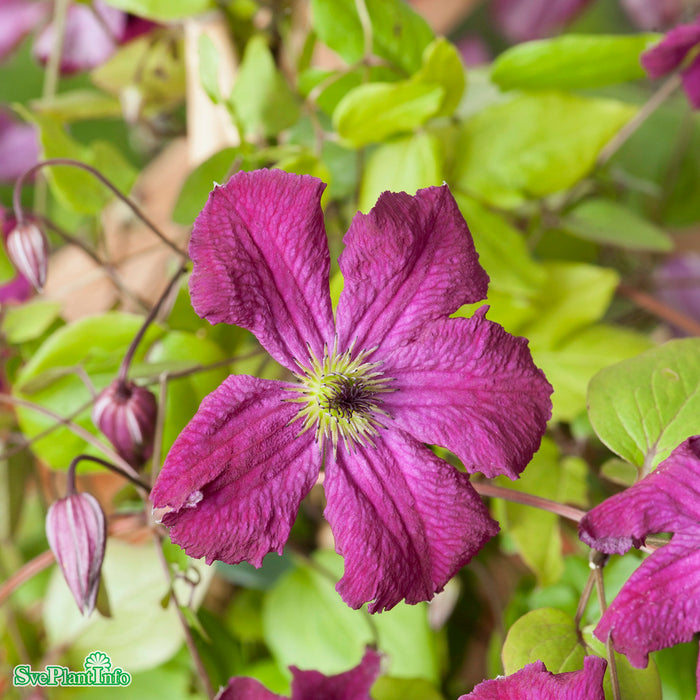 Clematis (Vitic.) 'Carmencita' E A-kval C2