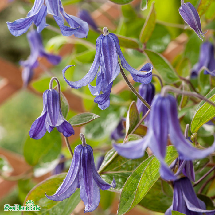 Clematis (Int.) 'Hedda' E A-kval C2