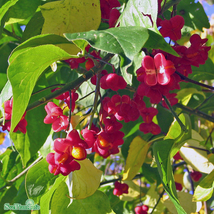 Euonymus europaeus 'Evert' E Busk C2