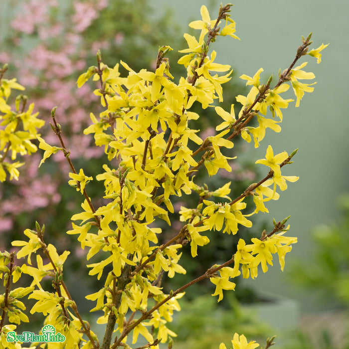 Forsythia x intermedia 'Week-End' C12 100-125cm